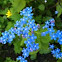 Small blue flower