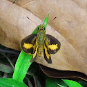 Malay Dartlet