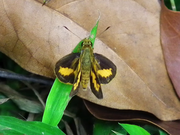 Spotting Image 1
