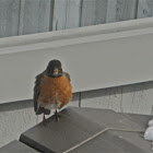 American Robin