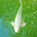 Koi