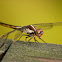 Slaty Skimmer (female)