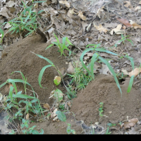 Spotting Image 1