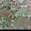 Cicada Killer burrows