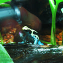 Dying Dart Frog
