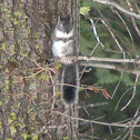 Western gray squirrel