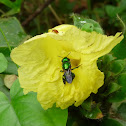 Orchid bee