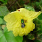 Orchid bee