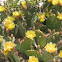 Prickly Pear