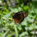 Queen Butterfly