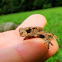 common toad