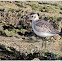 Grey Plover