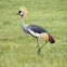 Crested Crane