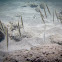 Smooth Razorfish