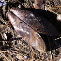 Ribbed mussel
