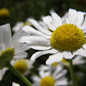 Chamomile