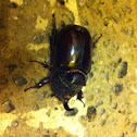 Scarabeo rinoceronte, rinocheros beetle