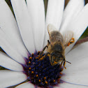 Apis Mellifera