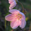 Spring Beauty