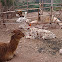 Alpaca