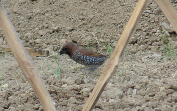 Spotting Image 1