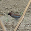  Scaly-breasted Munia / Spotted Munia  Lonchura punctulata