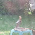 Eastern chipmunk