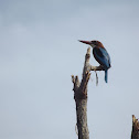 Kingfisher