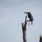 Kingfisher