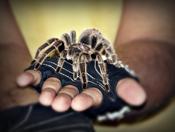 The Chilean rose tarantula