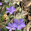 Lesser periwinkle