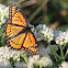 Viceroy butterfly