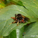 Robber fly