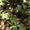 Begonia