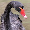 Black Swans