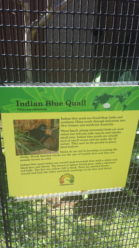 Indian Blue Quail