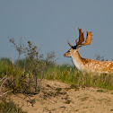 Fallow Deer