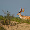 Fallow Deer