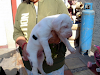 Preciosos Cachorros Gran Danes