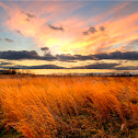 Eastern Gammagrass