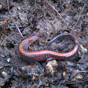 Redback salamander