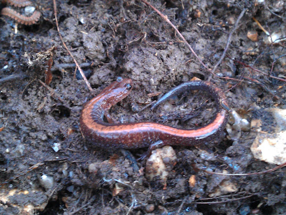 Spotting Image 1
