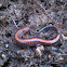 Redback salamander