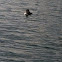 Common loon