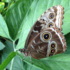Blue Morpho
