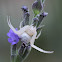 Flower Crab Spider