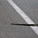 Indian Rat Snake (Oriental Rat Snake)