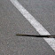 Indian Rat Snake (Oriental Rat Snake)