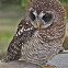 Spotted Owl