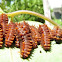 Polydamus Swallowtail Caterpillars